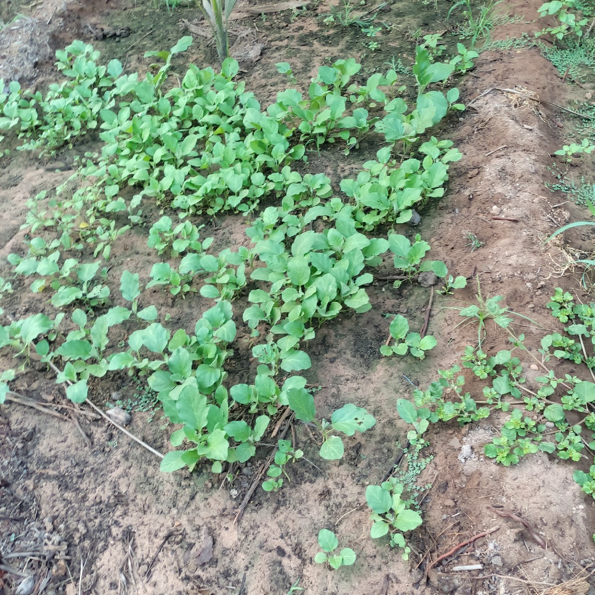 Post Image 3