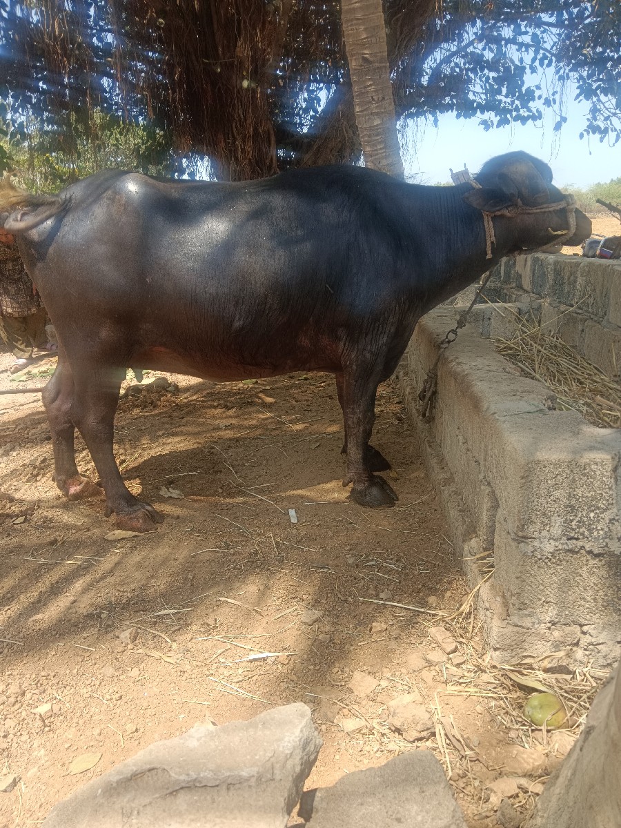 Post Image 2