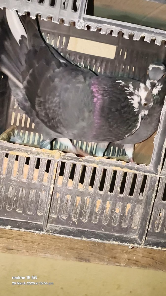 Post Image 2