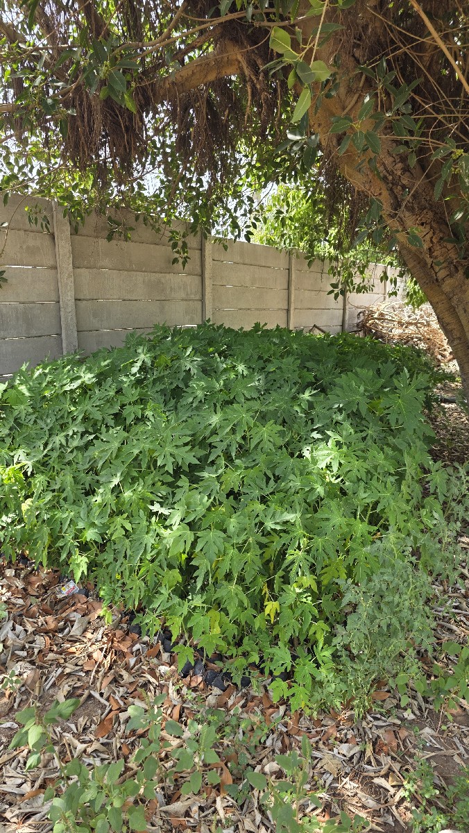 Post Image 6