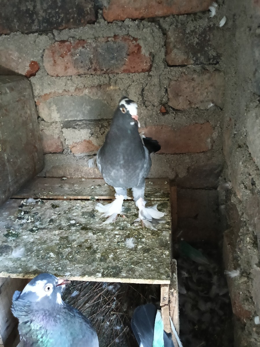 Post Image 3