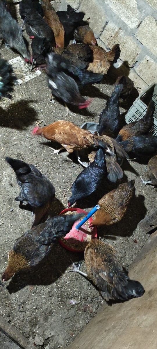 Post Image 3
