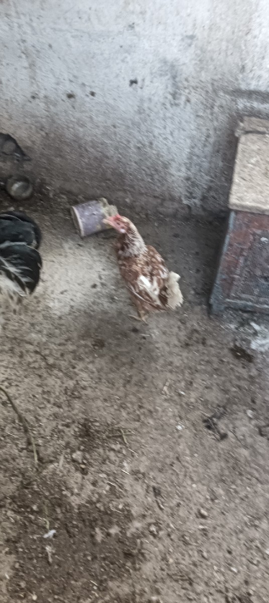 Post Image 2