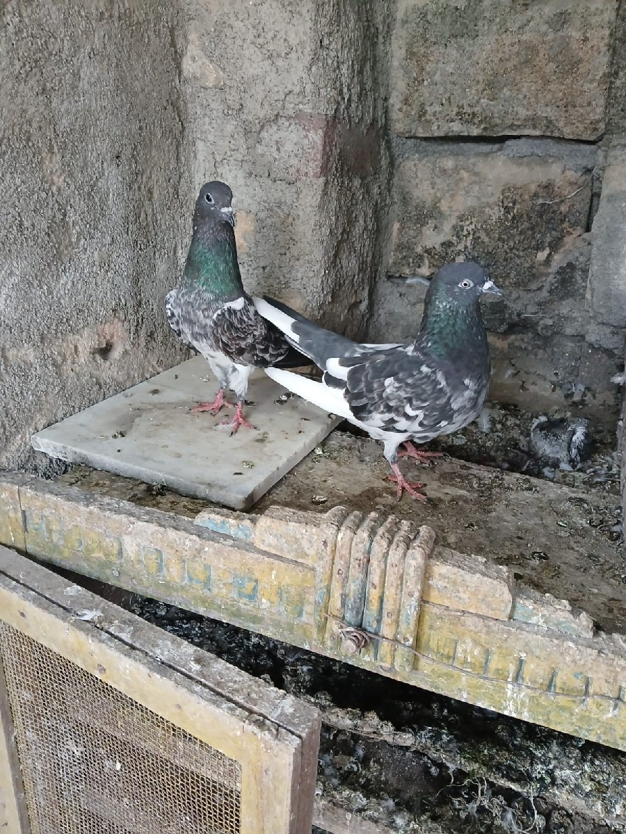 Post Image 2