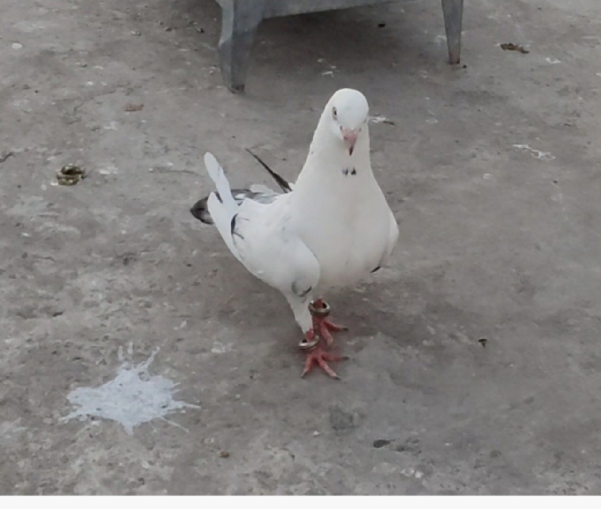 Post Image 2