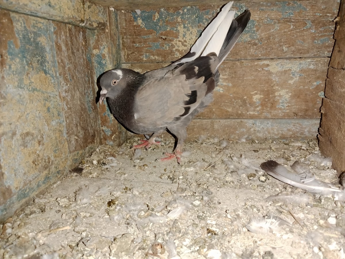 Post Image 3