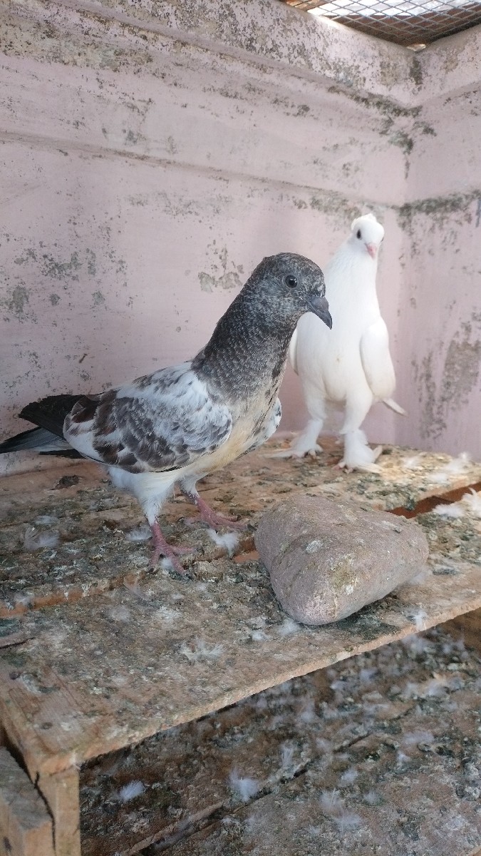 Post Image 2
