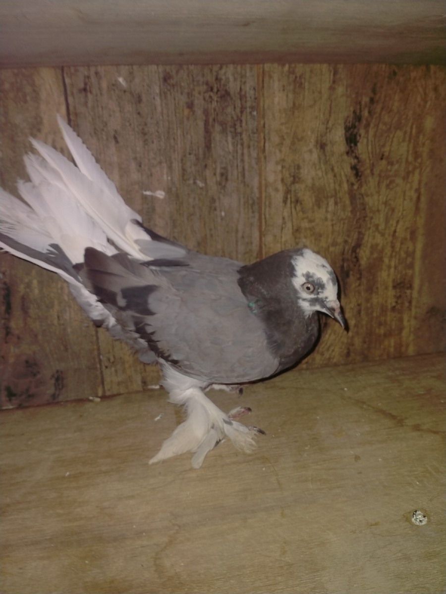 Post Image 1
