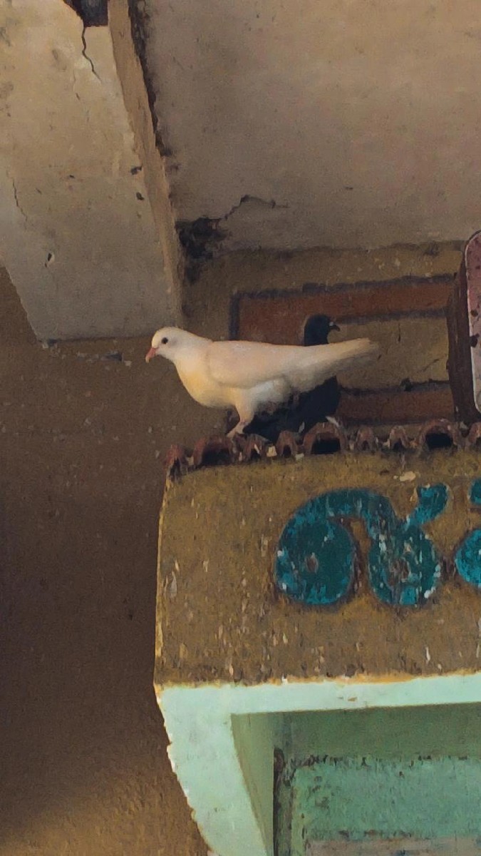 Post Image 2