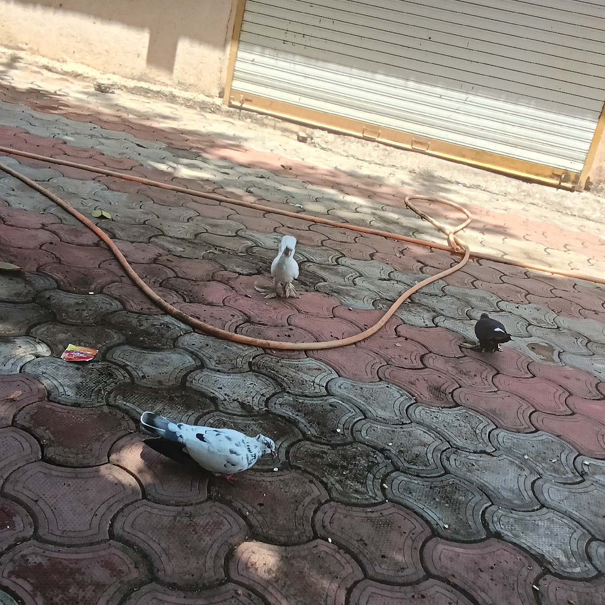 Post Image 2
