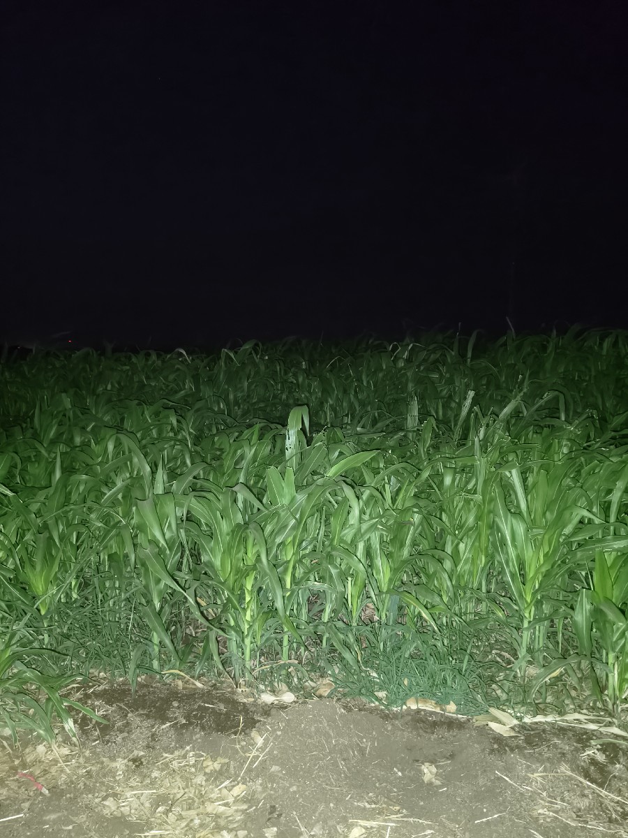 Post Image 2