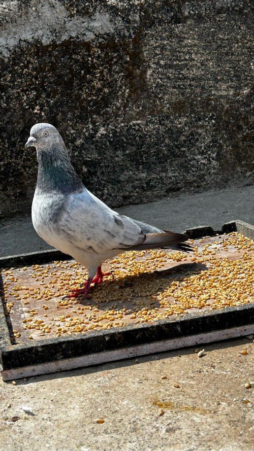 Post Image 2