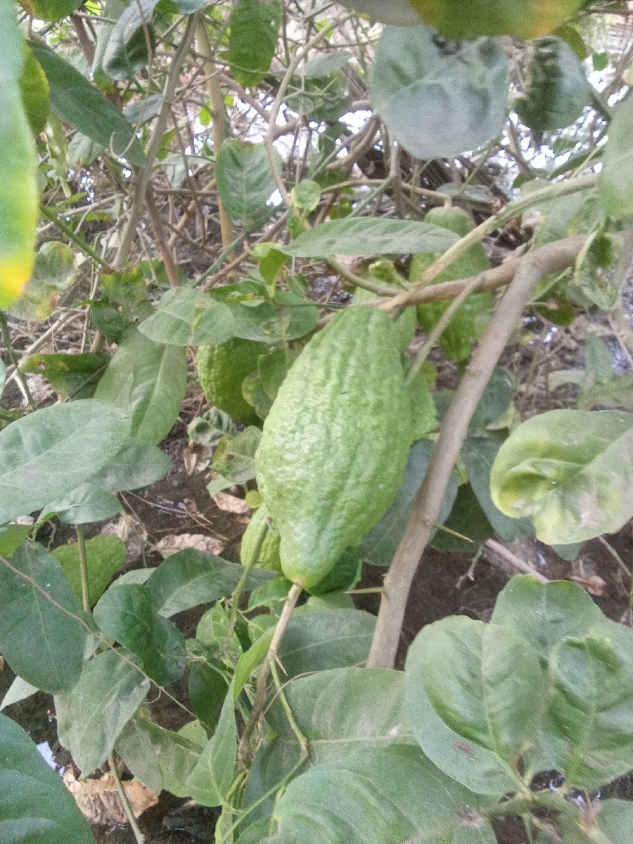 Post Image 2
