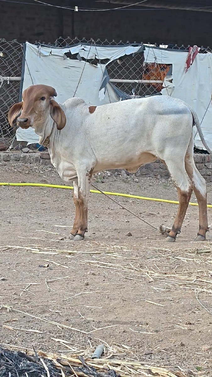 Post Image 2