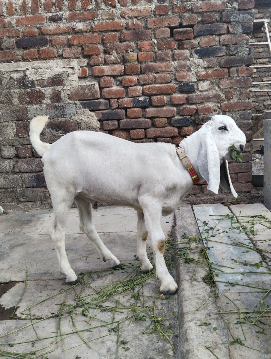Post Image 2