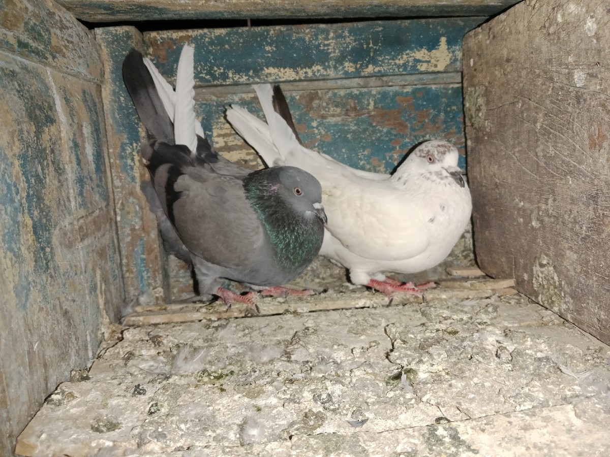 Post Image 2