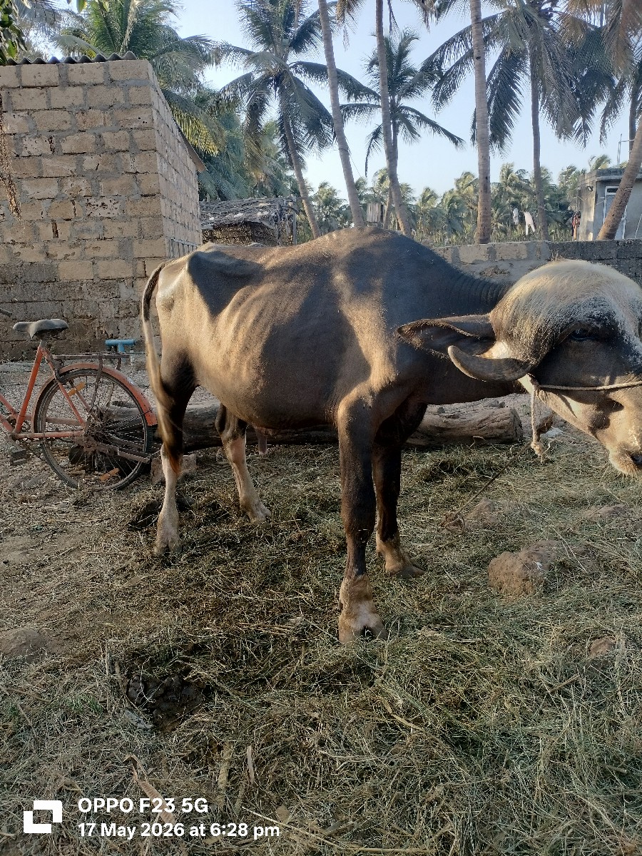Post Image 2