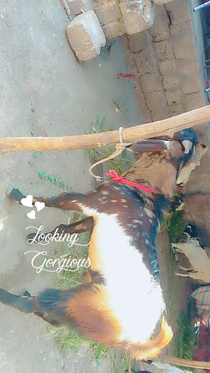 Post Image 2