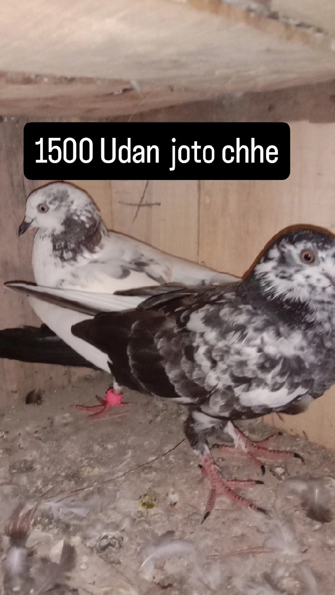 Post Image 3
