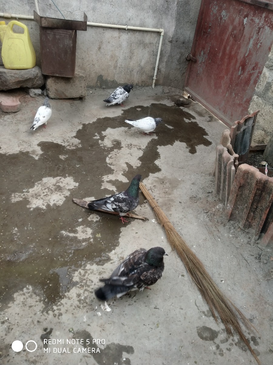 Post Image 2