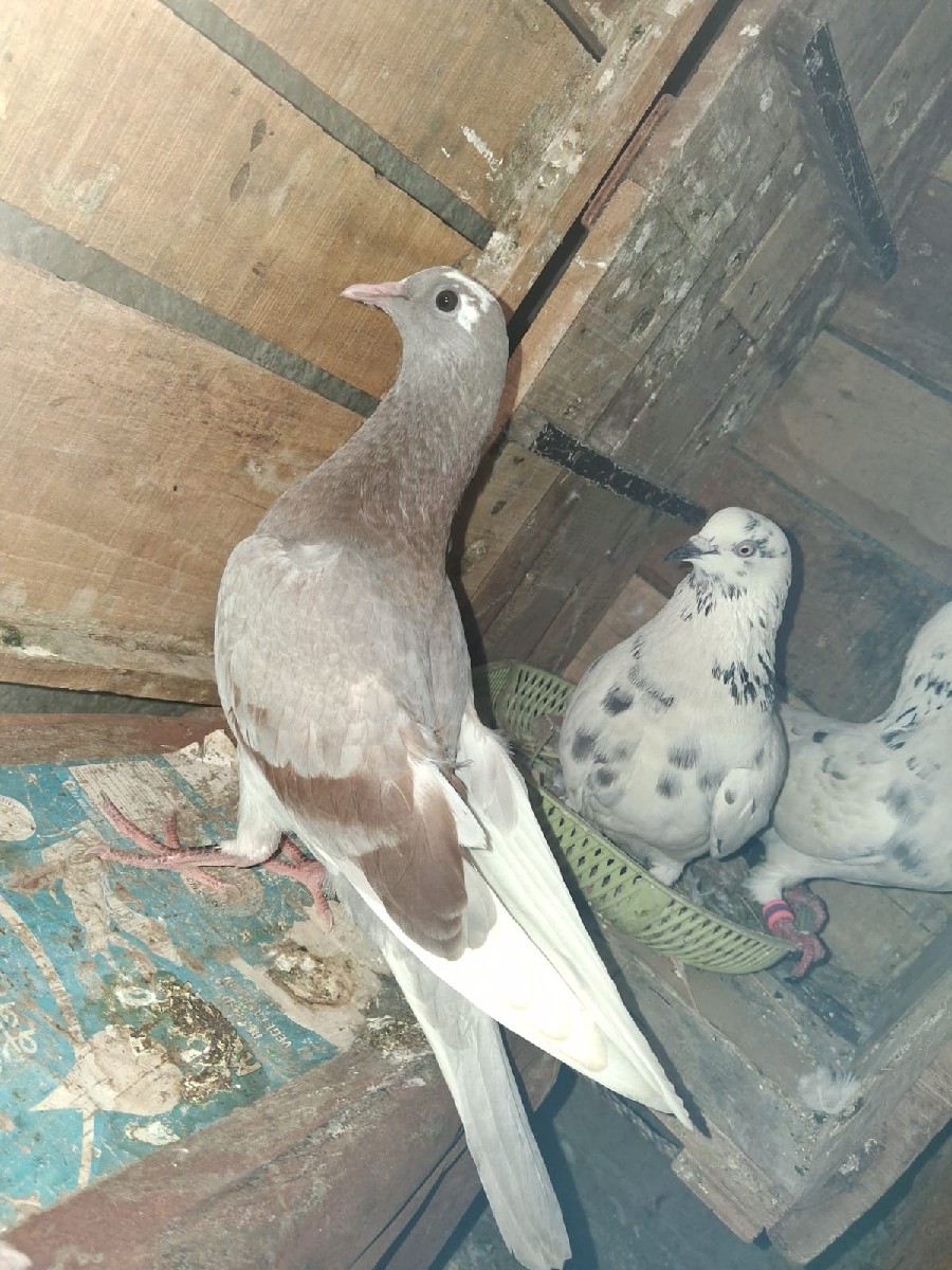 Post Image 3