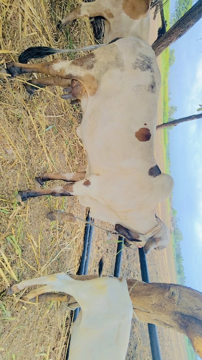 Post Image 3