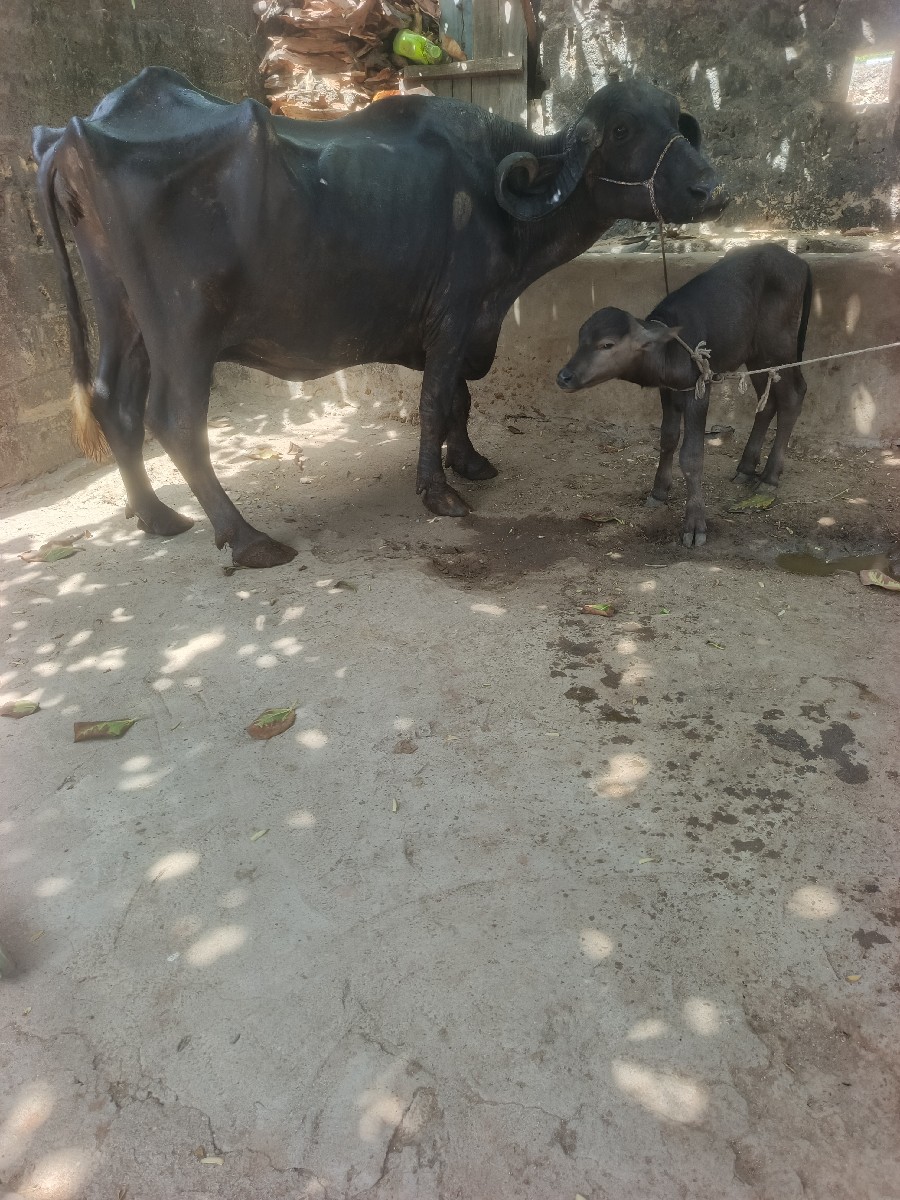 Post Image 4
