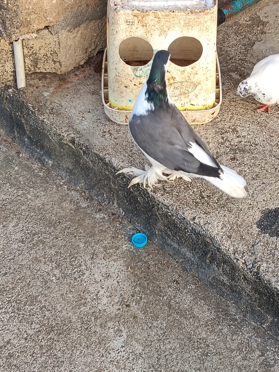 Post Image 1