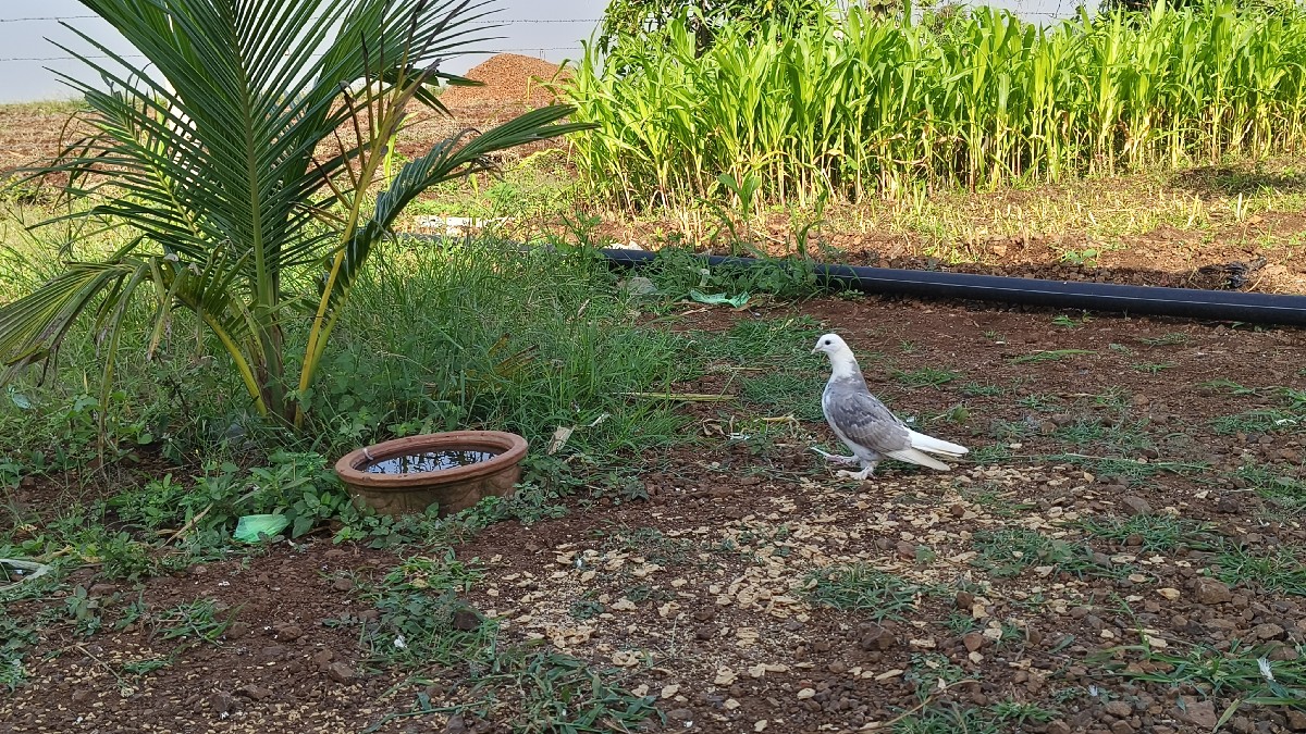 Post Image 2