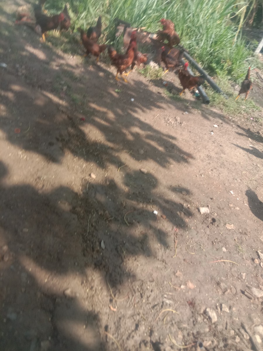 Post Image 3