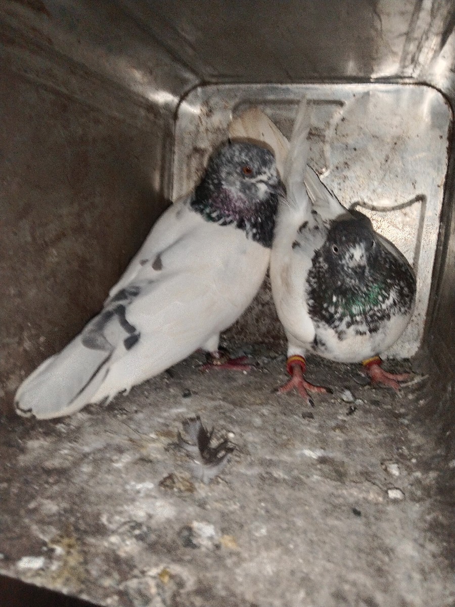 Post Image 1
