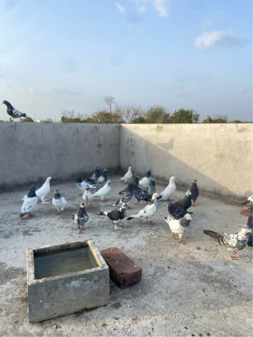 Post Image 1