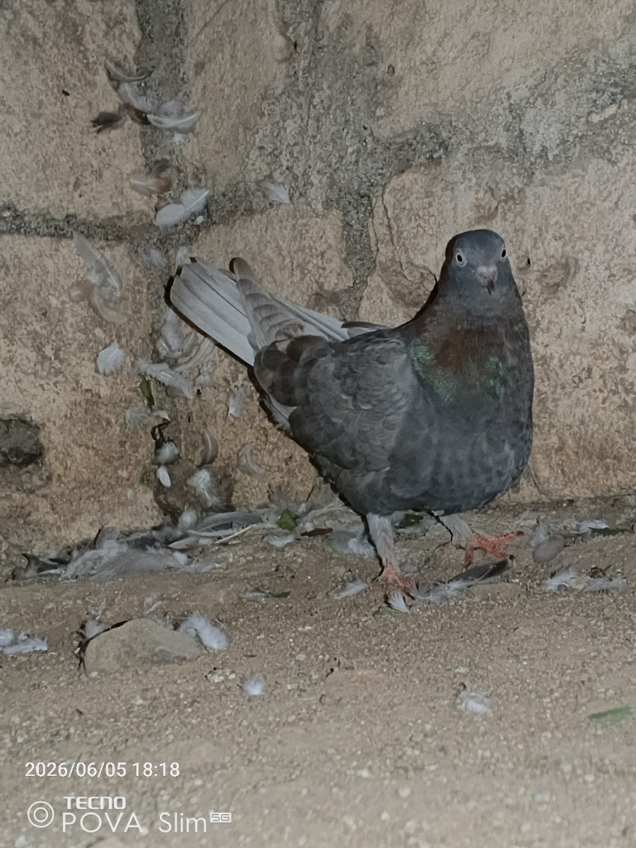 Post Image 2