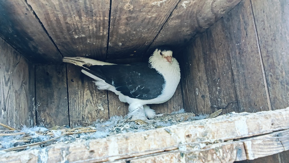 Post Image 3