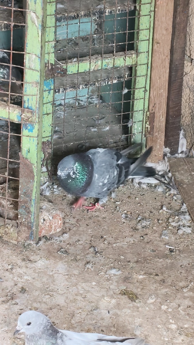 Post Image 3