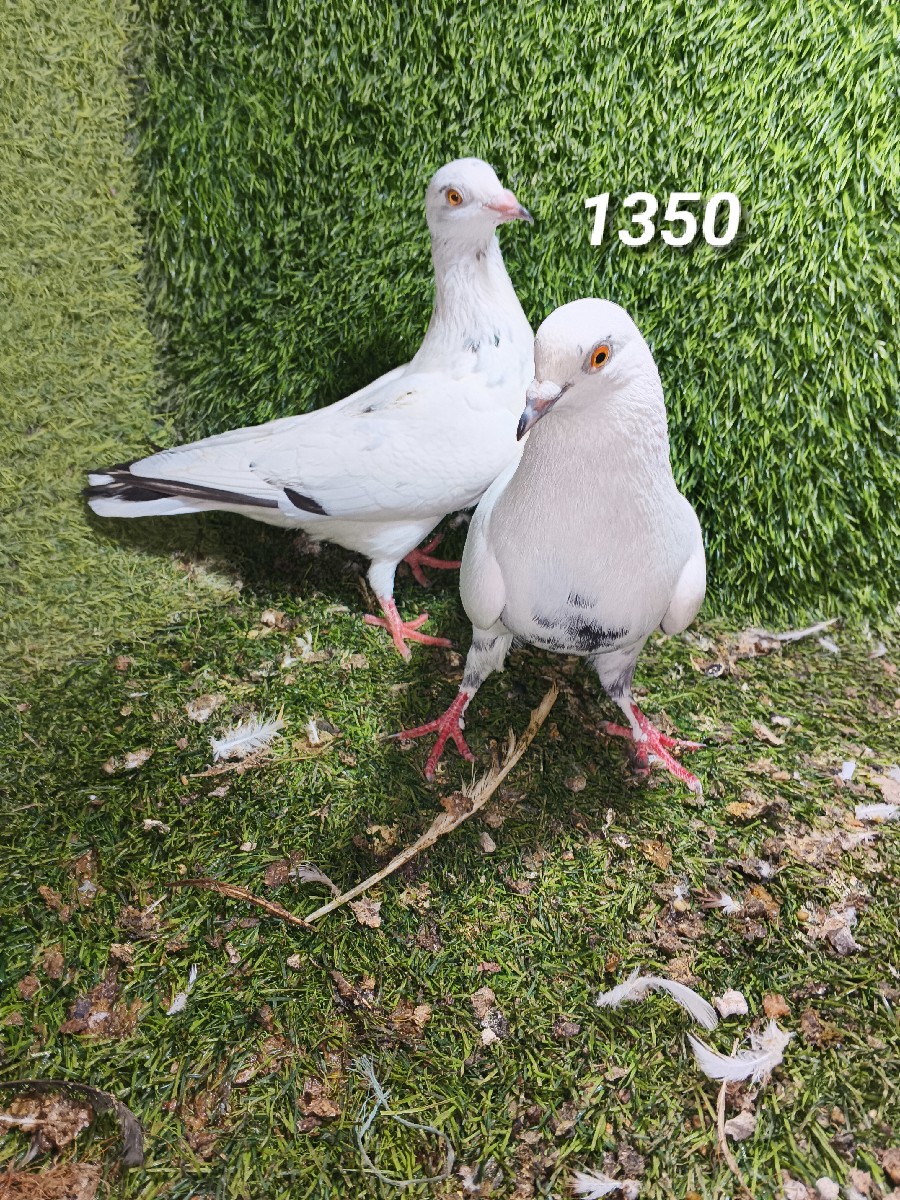 Post Image 2