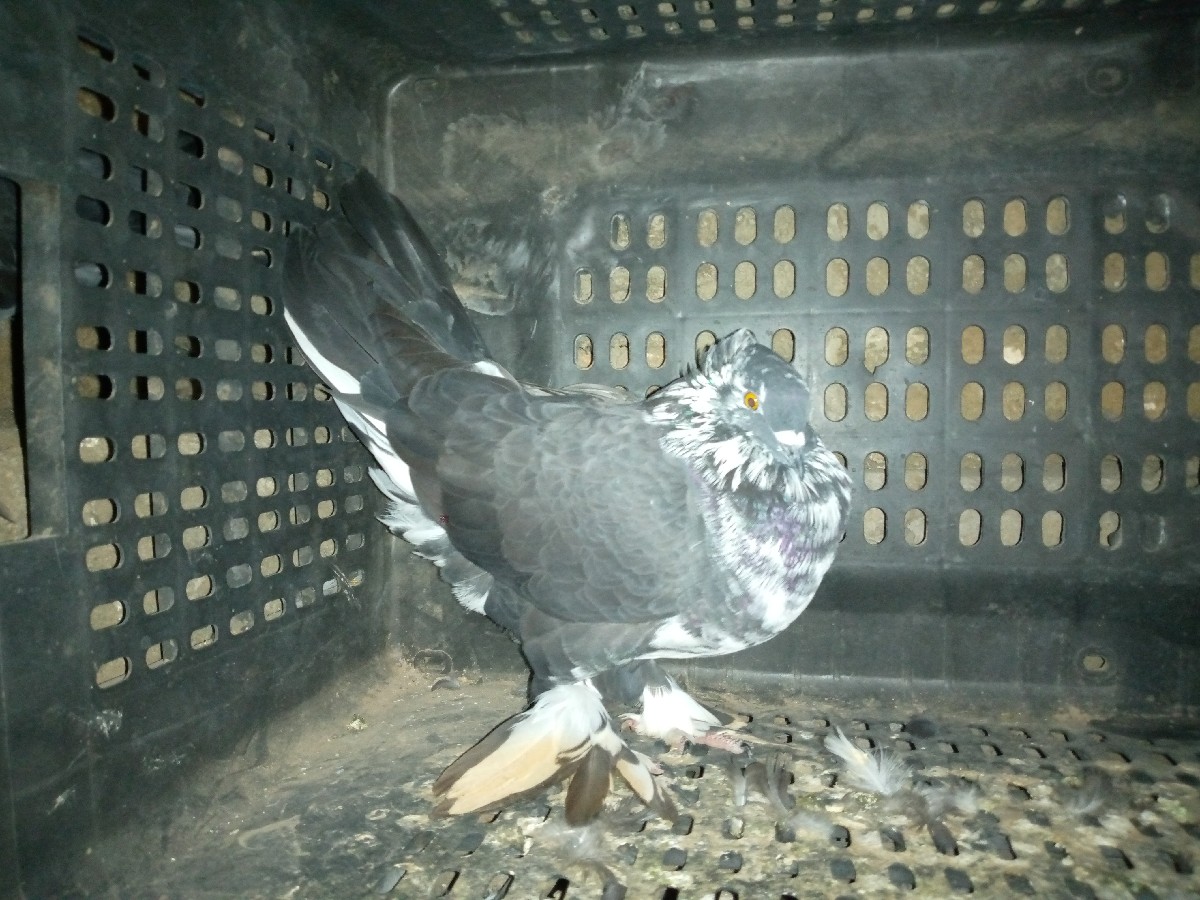 Post Image 3