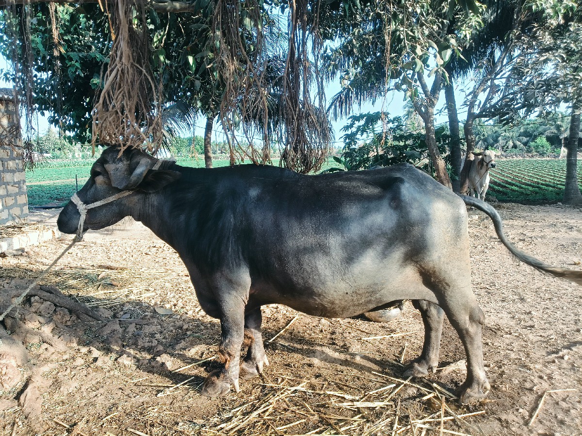 Post Image 2