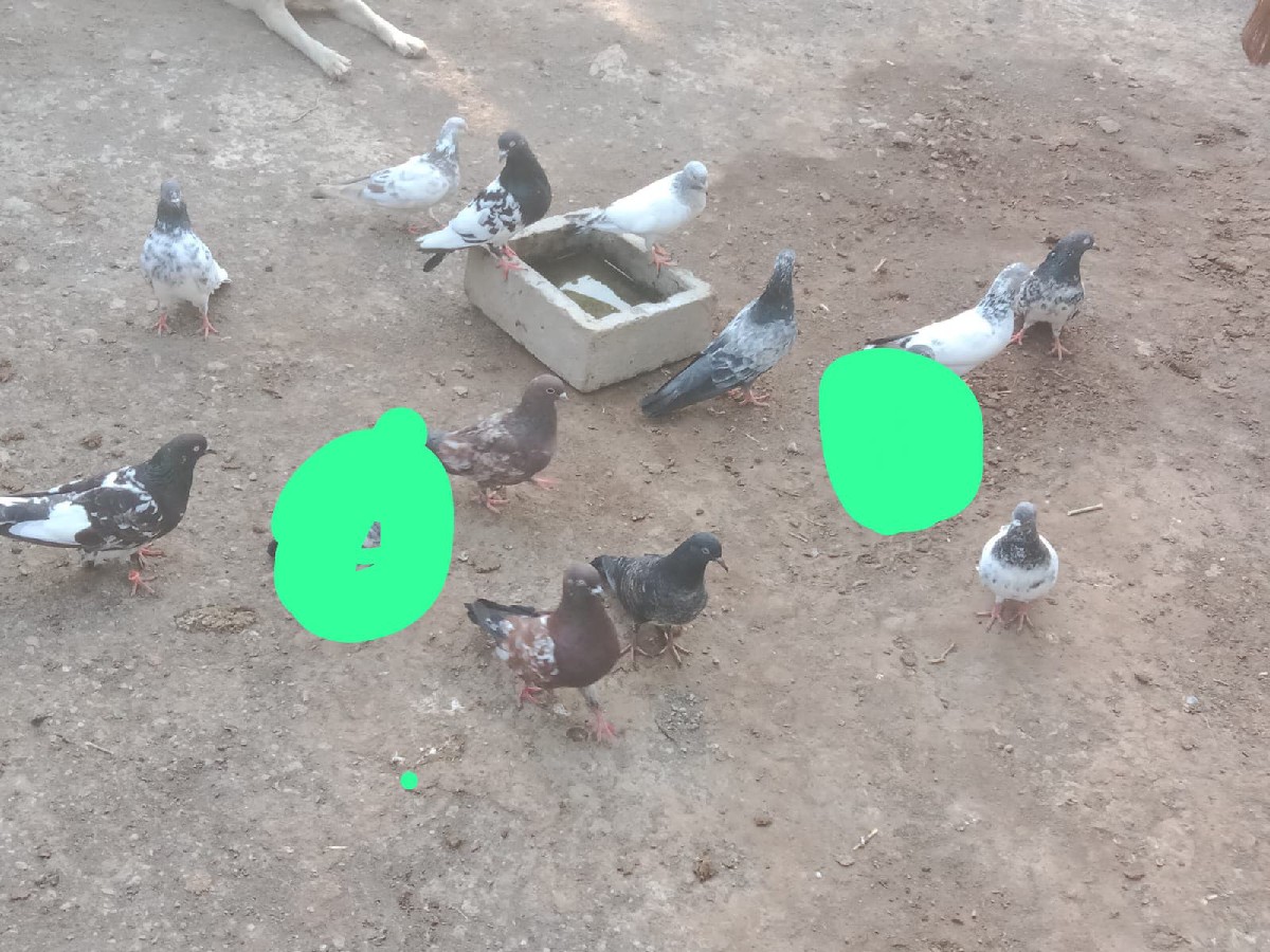 Post Image 2