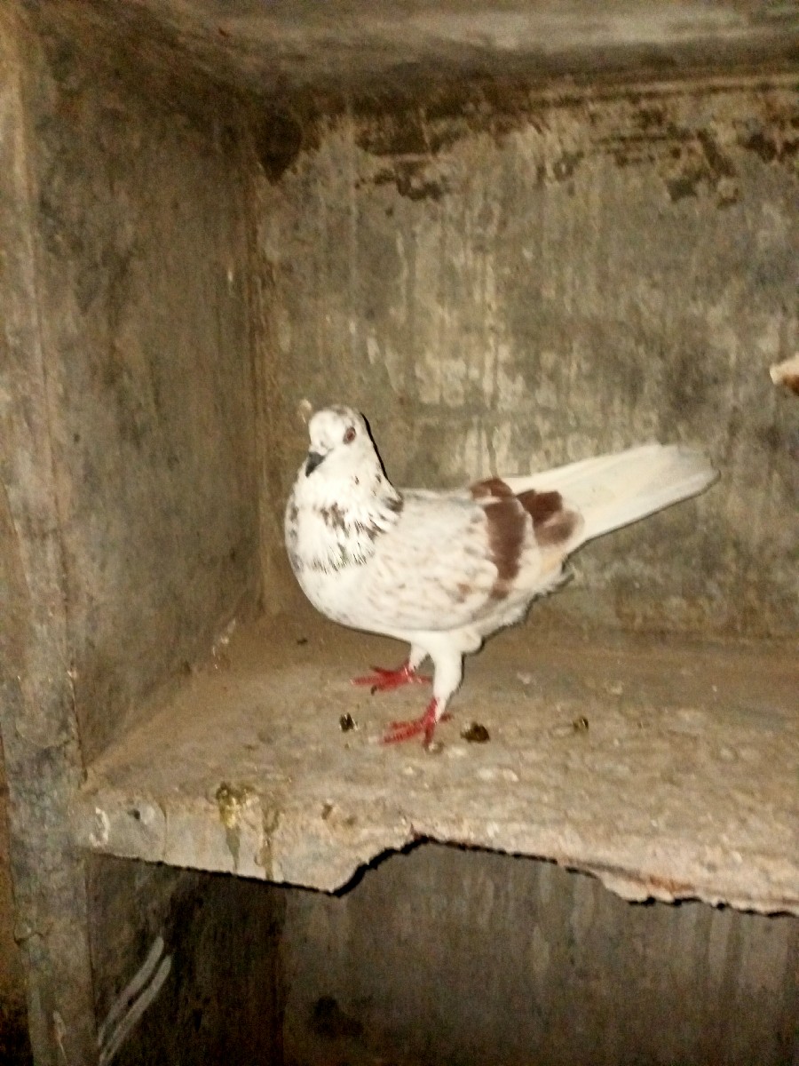 Post Image 3