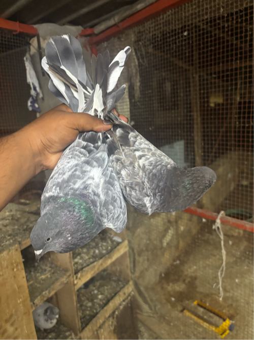 Post Image 1