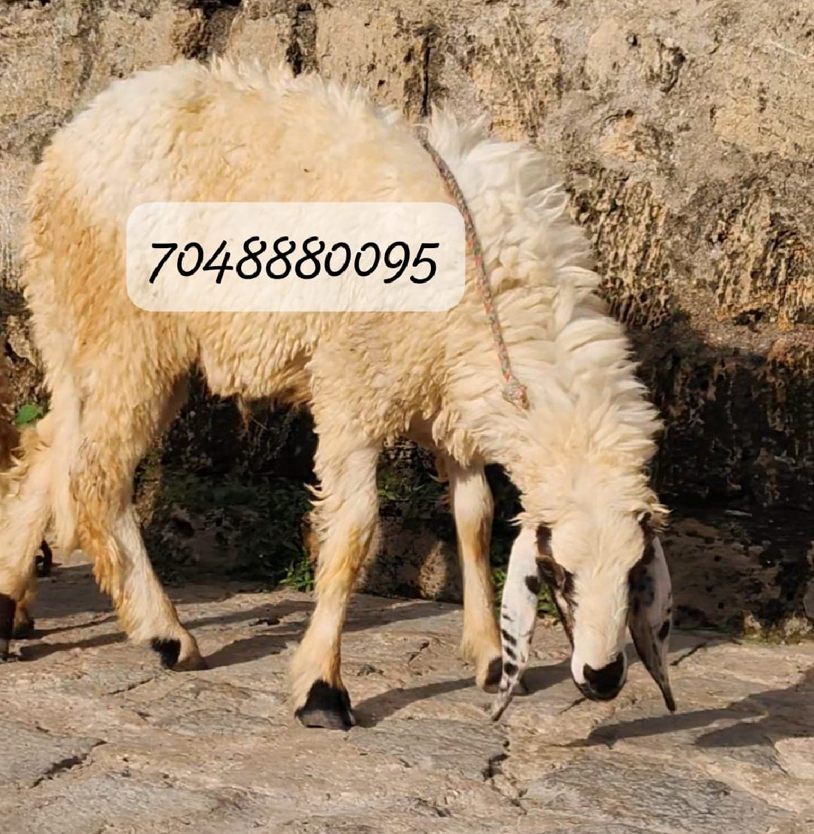 Post Image 3