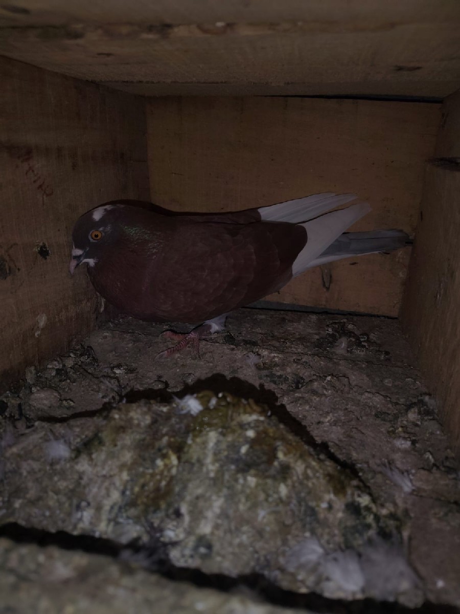 Post Image 1