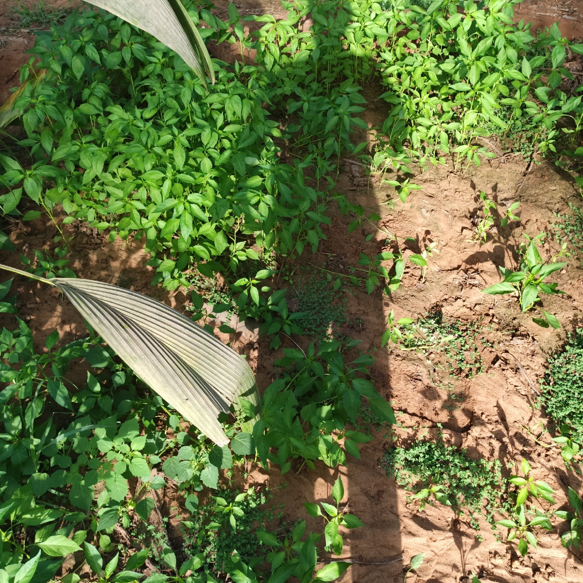 Post Image 3