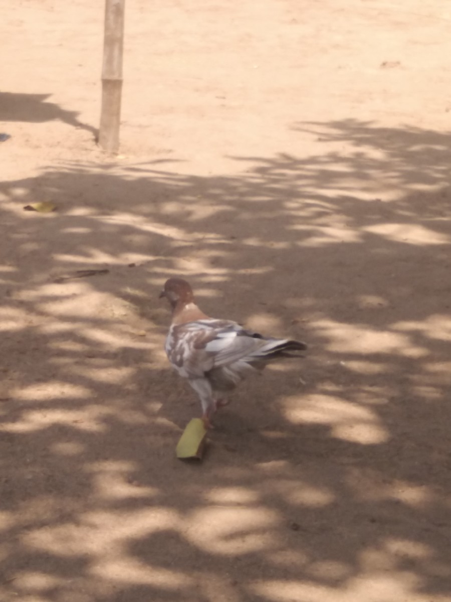 Post Image 1