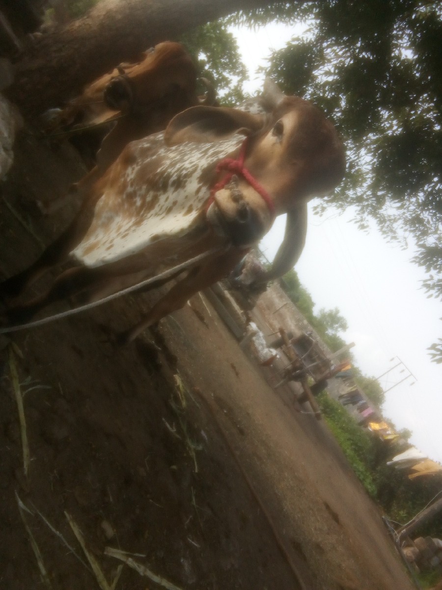 Post Image 1
