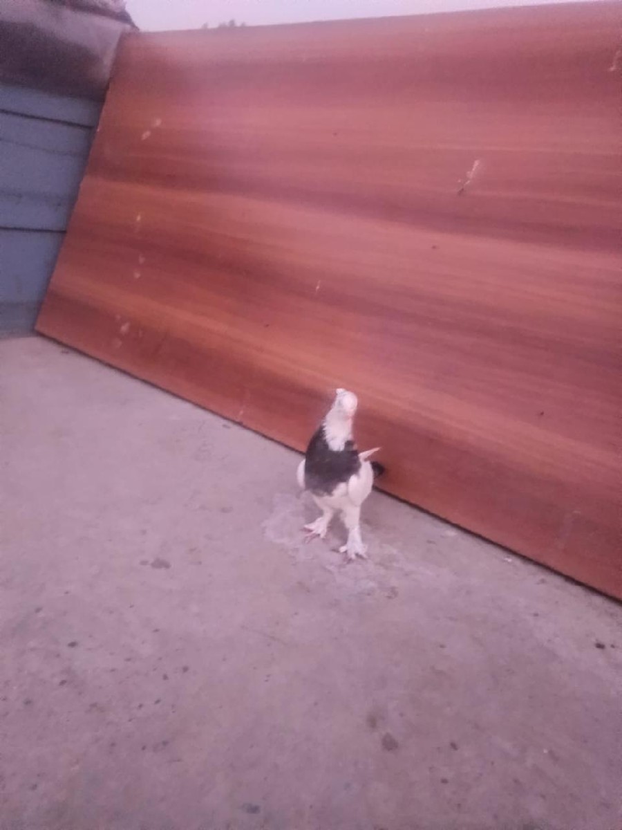 Post Image 2