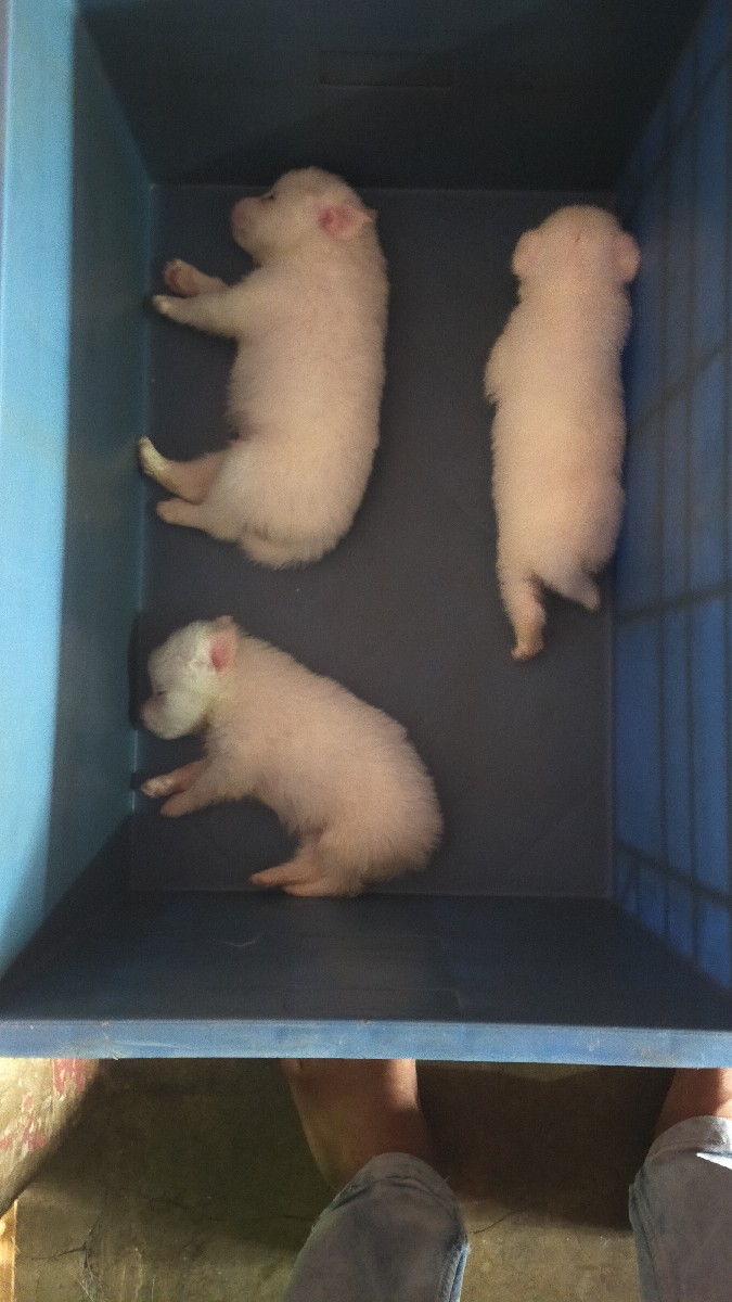 Post Image 2