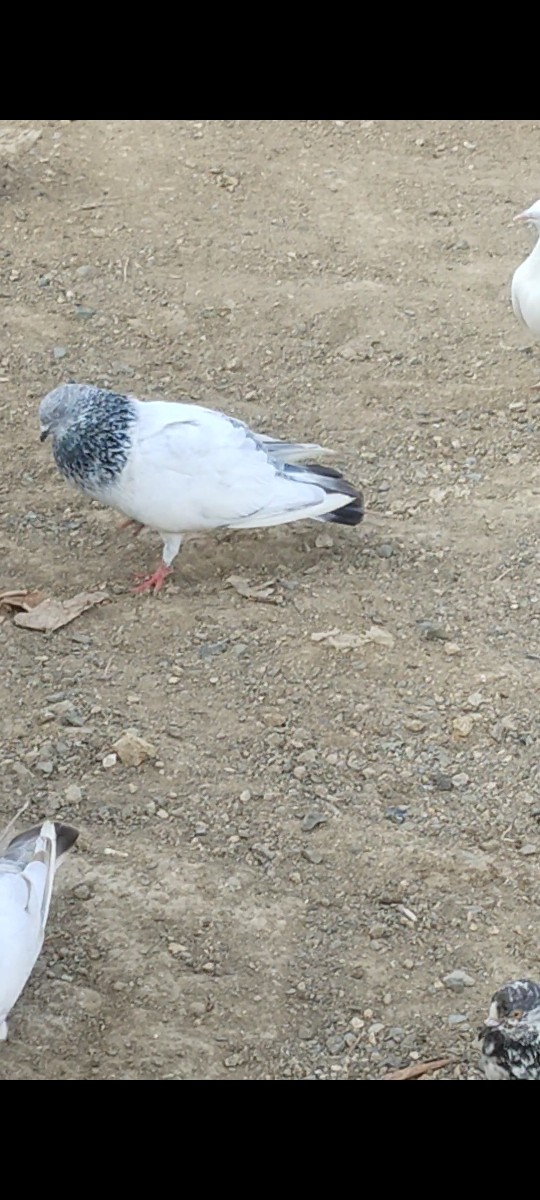 Post Image 3