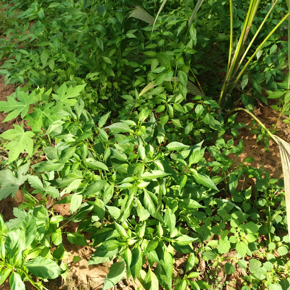 Post Image 1